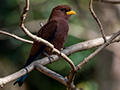 Broad-billed Roller, Ankarafantsika NP, Madagascar