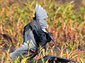 Black Egret, Lakes at Mahajanga, Madagascar