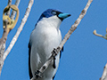 Blue Vanga, Ankarafantsika NP, Madagascar