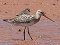 Bar-tailed Godwit, Betsiboka River Delta Boat Ride, Madagascar