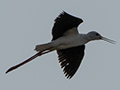 Black-winged Stilt, Belalanda Wetlands, Madagascar
