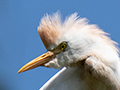 Cattle Egret, Lake Alarobia, Antananarivo, Madagascar