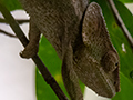 Elephant Eared Chameleon, Vakona Forest Lodge, Andasibe, Madagascar