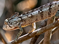 Oustalet's Chameleon, Ankarafantsika NP, Madagascar