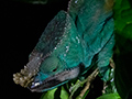 Parson's Chameleon, Night Walk, Vakona Lodge, Andasabe, Madagascar
