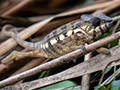 Chameleon, Maroantsetra, Madagascar
