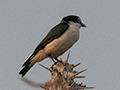 Chabert Vanga and Nest, Madagascan Endemic, Spiny Desert, Madagascar
