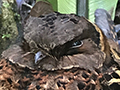 Collared Nightjar, A Madagascan Endemic, Masoala NP, Madagascar