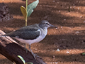 Common Sandpiper, Betsiboka River Delta Boat Ride, Madagascar