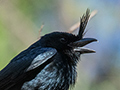 Crested Drongo, Ankarafantsika NP, Madagascar