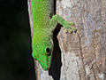 Day Gecko, Ankarafantsika NP, Madagascar
