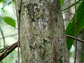 Common Flat-tail Gecko, Nosy Mangabe, Madagascar