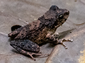 Frog, Nosy Mangabe, Madagascar