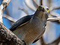 Frances's Sparrowhawk, Ankarafantsika NP, Madagascar