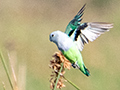 Gray-headed Lovebird, Belalanda Wetlands, Madagascar