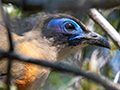 Giant Coua, Zombitse-Vohibasia NP, Madagascar