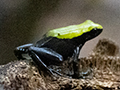 Green-backed Mantella, Nosy Mangabe, Madagascar