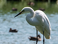 Great Egret, Betsiboka River Delta Boat Ride, Madagascar
