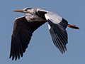 Gray Heron, Betsiboka River Delta Boat Ride, Madagascar