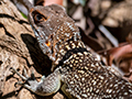 Collared Iguanid, Ankarafantsika NP, Madagascar