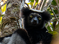 Indri, Mantadia NP, Madagascar