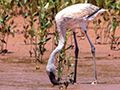 Lesser Flamingo, Betsiboka River Delta Boat Ride, Madagascar
