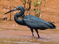 Little Egret (Dimorphic Egret), Betsiboka River Delta Boat Ride, Madagascar