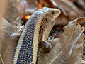 Giant Plated Lizard, Ankarafantsika NP, Madagascar