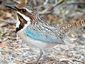 Long-tailed Ground-Roller, Madagascan Endemic, Spiny Desert, Madagascar