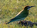 Madagascar (Olive) Bee-eater, Belalanda Wetlands, Madagascar