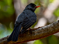 Madagascar Bulbul, Ankarafantsika NP, Madagascar