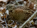 Madagascar Buttonquail, Isalo NP, Madagascar