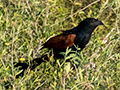 Madagascar Coucal, Belalanda Wetlands, Madagascar