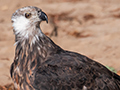 Madagascar Fish-Eagle, Lake Ravelobe Boat Ride, Ankarafantsika NP, Madagascar