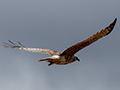 Madagascar Harrier, Drive to Ankarafantsika, Madagascar