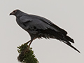 Madagascar Harrier-Hawk, Madagascan Endemic, Spiny Desert, Madagascar