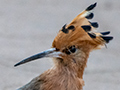 Madagascar Hoopoe, Madagascan Endemic, Asity Lodge, Ankarafantsika NP, Madagascar