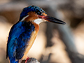 Malagasy Kingfisher, Lake Ravelobe Boat Ride, Ankarafantsika NP, Madagascar