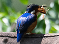 Malagasy Kingfisher, Lake Alarobia, Antananarivo, Madagascar