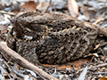 Madagascar Nightjar, Spiny Desert, Madagascar