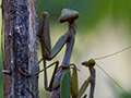 Praying Mantis, Isalo NP, Madagascar