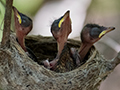 Madagascar Paradise-Flycatcher Nestlings, Isalo NP, Madagascar
