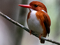 Madagascar Pygmy-Kingfisher, Madagascan Endemic, Mantadia NP, Madagascar