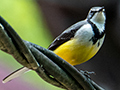 Madagascar Wagail, Madagascan Endemic, Perinet Reserve, Madagascar