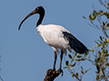 Madagascar Sacred Ibis, Betsiboka River Delta Boat Ride, Madagascar