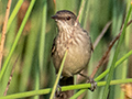Madagascar Swamp Warbler, Madagascan Endemic, Belalanda Wetlands, Madagascar
