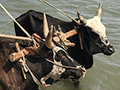 Ox-cart Ferries, Tulear, Madagascar