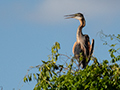 Purple Heron, Lake Ravelobe Boat Ride, Ankarafantsika NP, Madagascar