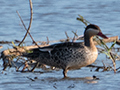 Red-billed Duck, Lakes at Mahajanga, Madagascar