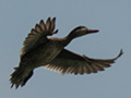 Red-billed Duck, Lake Alarobia, Antananarivo, Madagascar
